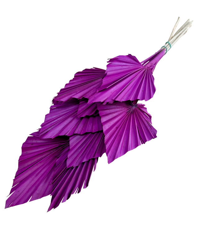 Branches de Palm Spear violettes | Longueur ± 50 centimètres | Par 10 branches