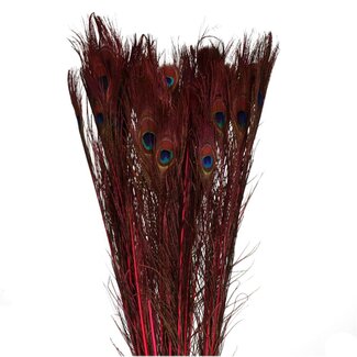 4A Peacock Feather | Colour: Cherry | Length 100 centimetres | Per 10 feathers