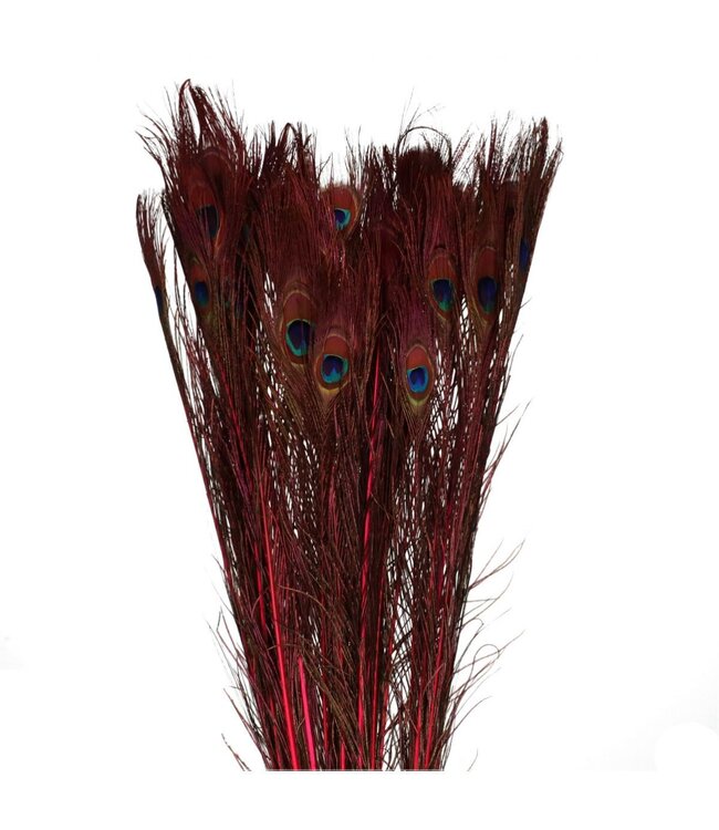 Peacock Feather | Colour: Cherry | Length 100 centimetres | Per 10 feathers