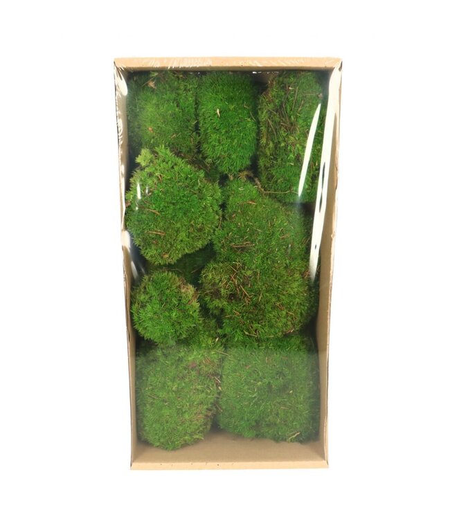 Mousse Préservée | Couleur : Vert | Longueur 7 - 15 centimètres | Par boîte de 10 pièces