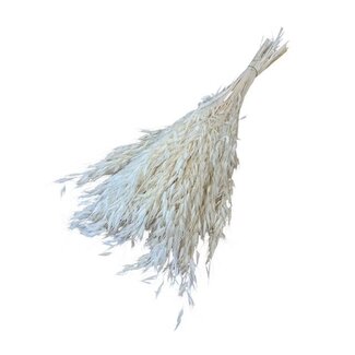 Casa Alegria Wit gebleekte Avena Salvaje Wilde Haver droogbloemen | Lengte ± 70 centimeter | Gewicht 150 gram