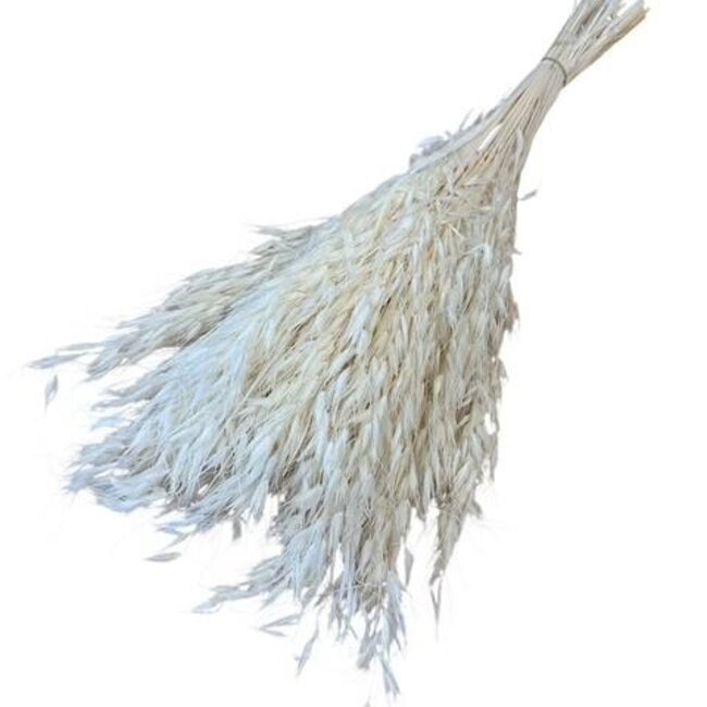 Gebleichte weiße Avena Salvaje Wilde Hafer Trockenblumen | Länge ± 70 Zentimeter | Gewicht 150 Gramm