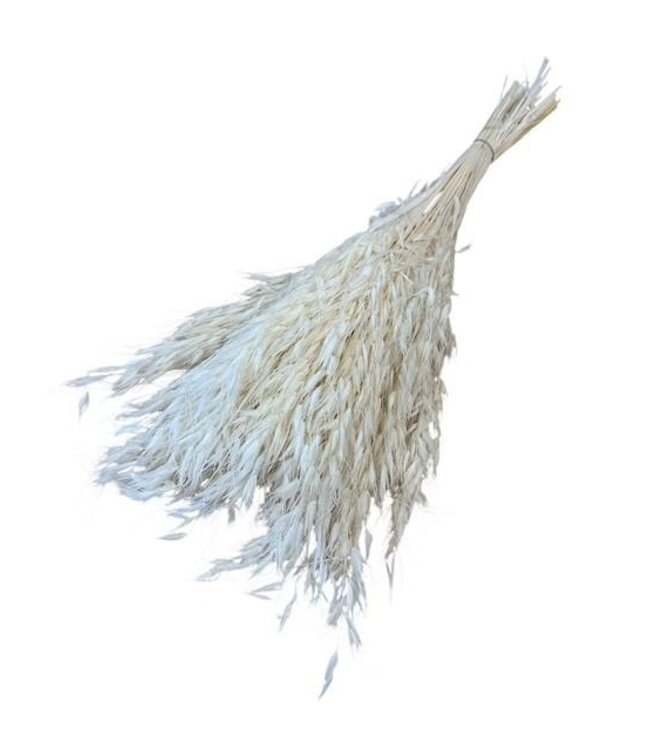 Avena Salvaje Bléaché Blanc Fleurs séchées | Longueur ± 70 centimètres | Poids 150 grammes