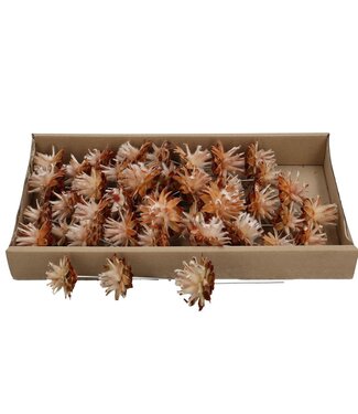 4A Zapfen Plumosum Einstecker | Farbe: Braun | Pro 40 Stück