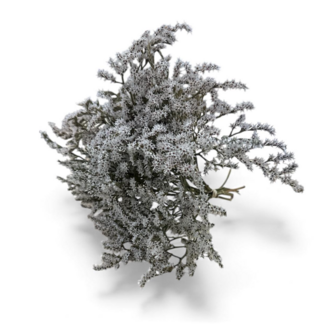 Dutch Dried Wit naturelle Limonium Tataricum droogbloemen | Lengte ± 25 centimeter | Gewicht ± 35 gram