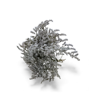 Dutch Dried Wit naturelle Limonium Tataricum droogbloemen | Lengte ± 25 centimeter | Gewicht ± 35 gram
