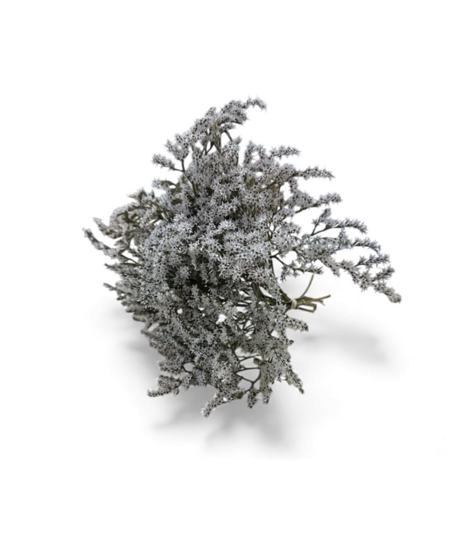 Weiße natürliche Limonium Tataricum Trockenblumen | Länge ± 25 Zentimeter | Gewicht ± 35 Gramm