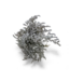 Limonium Tataricum séchées naturelles blanches | Longueur ± 25 centimètres | Poids ± 35 grammes