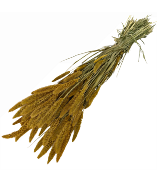 Dutch Dried Setarea de fleurs séchées jaune ocre | Longueur ± 70 centimètres | Poids ± 150 grammes