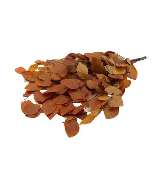 4A Preserved Beech Branches | Colour: Orange | Dried Decoration | Length ± 80 centimetres | Weight 150 grams | Per bunch