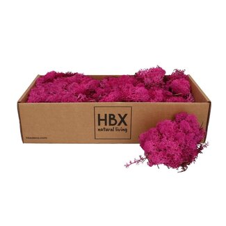 4A Getrocknetes Rentiermoos | Farbe: Fuchsia | Trockenblumendekoration | Gewicht 400 - 500 Gramm | Pro Schachtel