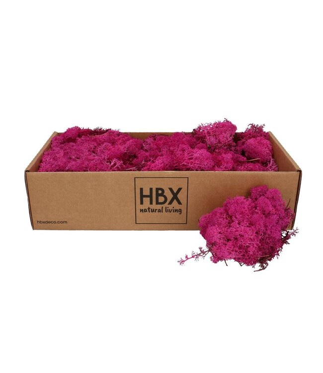 Lichen de renne séché | Couleur : Fuchsia | Décoration sèche | Poids 400 - 500 grammes | Par boîte