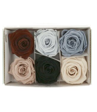 4A Preserved Rose | Colour: Mixed Colours | Dried Decoration | Diameter 6 centimetres | Per 6 roses