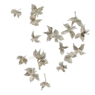 4A Getrocknete Baumwollkapseln | Farbe: Naturweiß | Trockenblumen | Pro 150 Gramm