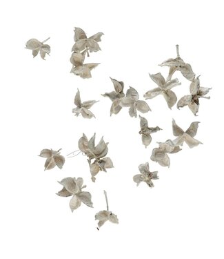 4A Dried Cotton Pods | Colour: Natural White | Dry Decoration | Per 150 grams