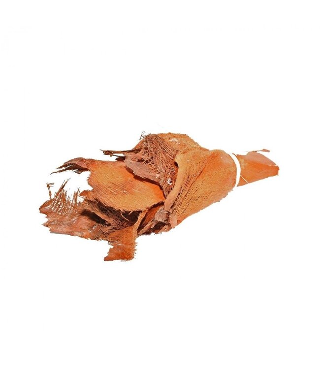 Getrocknete Palmrindenscheiben Bakla | Farbe: Orange Braun | Trockenblumendekoration | 10 Rinden pro Bund | Pro Bund