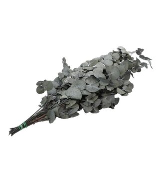 4A Konservierter Eukalyptus Cinerea | Farbe: Grau | Trockenblumen-Dekoration | Länge ± 65 Zentimeter | Gewicht 150 Gramm | Pro Bund