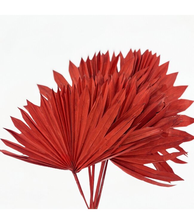 Red Palm Leaf Sun | Length ± 45 centimetres | Weight ± 90 grams | Per 5 stems