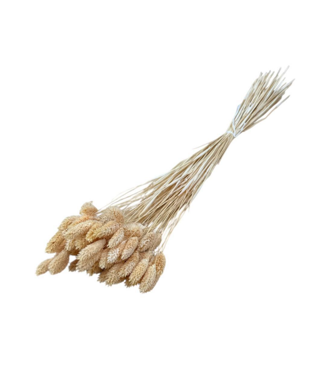 Phalaris séchées pêche | Longueur ± 65 centimètres | Poids ± 150 grammes