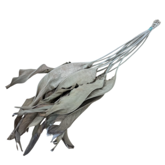 Dutch Dried Naturel gedroogde Strelitzia bladeren | Lengte ± 65 centimeter | Per 10 takken