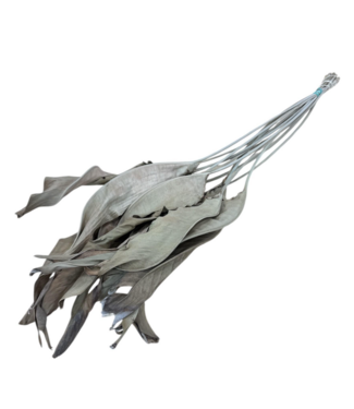 Dutch Dried Feuilles de Strelitzia séchées naturellement | Longueur ± 65 centimètres | Par 10 branches