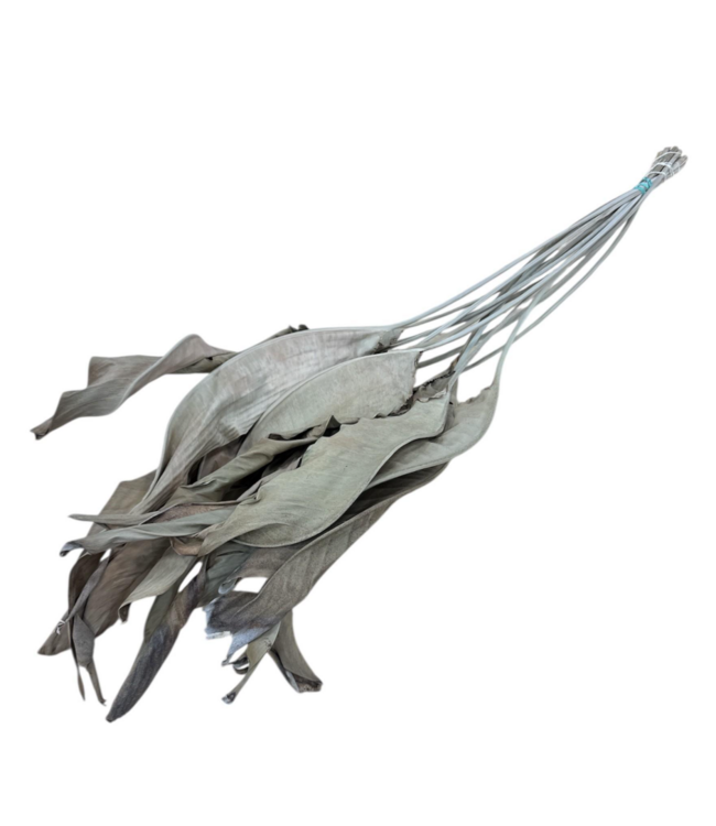 Naturally dried Strelitzia leaves | Length ± 65 centimetres | Per 10 stems