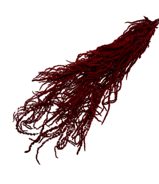 Casa Alegria Amarante Caudée Rouge - Amarante Pendante | Fleurs préservées | Longueur ± 65 centimètres | Poids ± 180 grammes