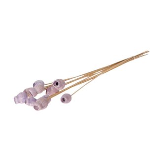 4A Dried Bellgum Stem | Colour: Lilac | Length ± 50 centimetres | Diameter 3 centimetres | Per 10 stems