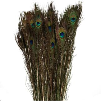 4A Peacock Feathers | Colour: Blue Green | Length 100 centimetres | Per 10 feathers