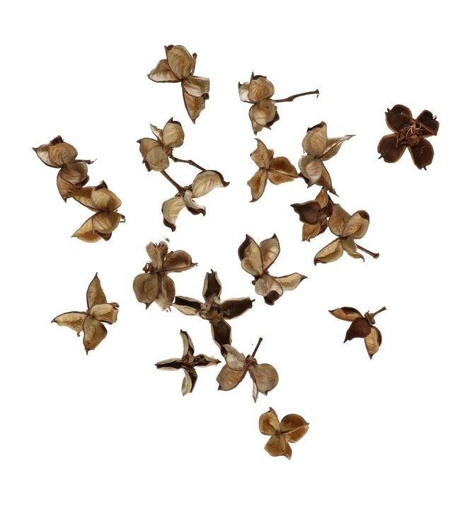 Dried Decoration Cotton Pods | Colour: Brown | Per 150 grams