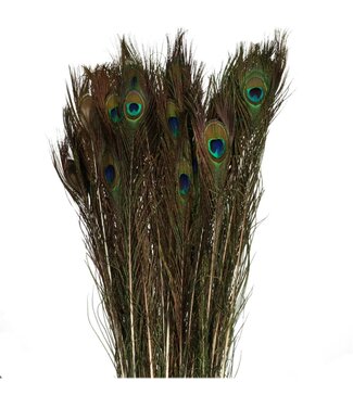 4A Peacock Feather | Colour: Blue Green | Length 100 centimetres | Per 10 feathers