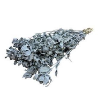 Dutch Dried Grey Carthamus dried flowers | Length ± 65 centimetres | Per 10 stems