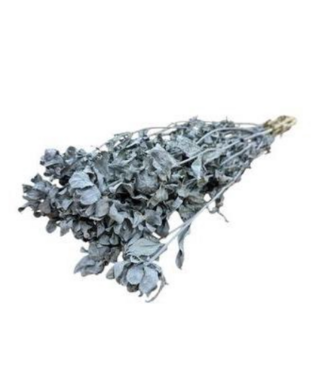 Dutch Dried Carthamus gris fleurs séchées | Longueur ± 65 centimètres | Par 10 tiges