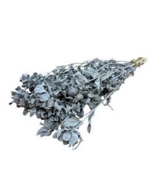 Graue Carthamus Trockenblumen | Länge ± 65 Zentimeter | Pro 10 Stiele