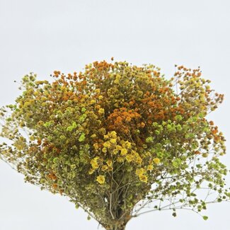 Casa Alegria Mélange Jaune Gypsophile fleurs séchées | Gypsophile Préservée | Longueur ± 65 centimètres | Par 100 grammes