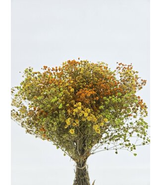 Casa Alegria Mélange Jaune Gypsophile fleurs séchées | Gypsophile Préservée | Longueur ± 65 centimètres | Par 100 grammes