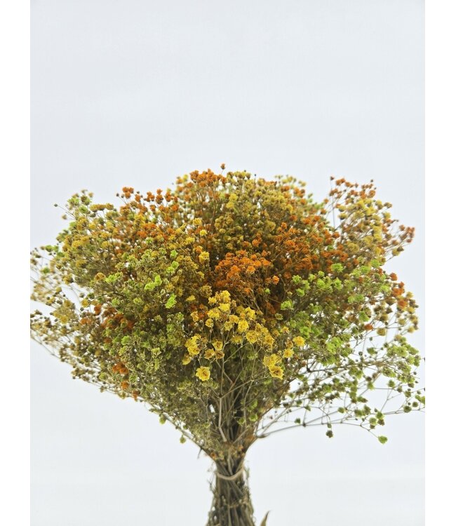 Mélange Jaune Gypsophile fleurs séchées | Gypsophile Préservée | Longueur ± 65 centimètres | Par 100 grammes