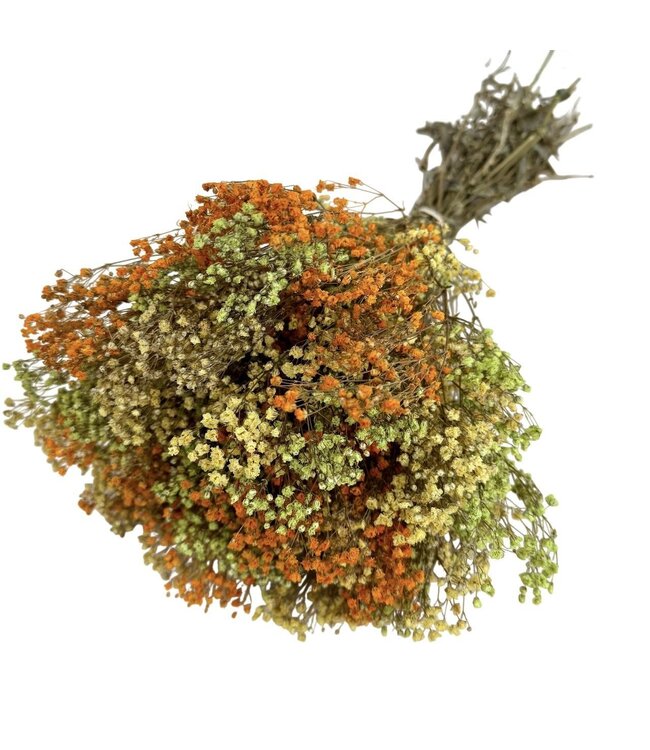 Mélange Jaune Gypsophile fleurs séchées | Gypsophile Préservée | Longueur ± 65 centimètres | Par 100 grammes