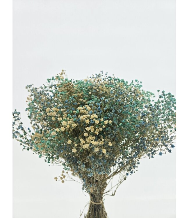 Mélange Bleu Gypsophila fleurs séchées | Gypsophile préservée | Longueur ± 65 centimètres | Par 100 grammes