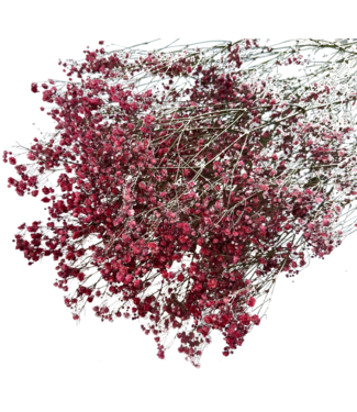 Dutch Dried Romantic Red Gypsophila droogbloemen | Gedroogd Gipskruid | Lengte ± 60 centimeter | Per 5 takken
