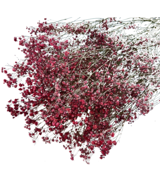 Dutch Dried Romantische rote Schleierkraut-Trockenblumen | Getrocknetes Schleierkraut | Länge ± 60 Zentimeter | Pro 5 Zweige