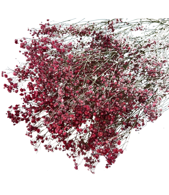 Romantic Red Gypsophila droogbloemen | Gedroogd Gipskruid | Lengte ± 60 centimeter | Per 5 takken