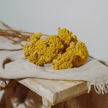 Achillea (Schafgarbe) Trockenblumen