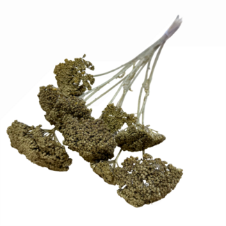 Casa Alegria Goldfarbene Achillea Parker Trockenblumen | Länge ± 60 Zentimeter | Pro 10 Stiele