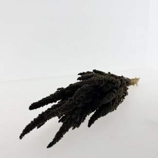 Dutch Dried Dunkelgraue Amaranthus Cruentus Trockenblumen | Länge ± 60 Zentimeter | Gewicht ± 100 Gramm
