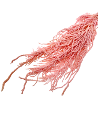 Casa Alegria Light Pink Bleached Amaranthus Caudatus - Hanging Amaranth | Preserved flowers | Length ± 65 centimetres | Weight ± 180 grams