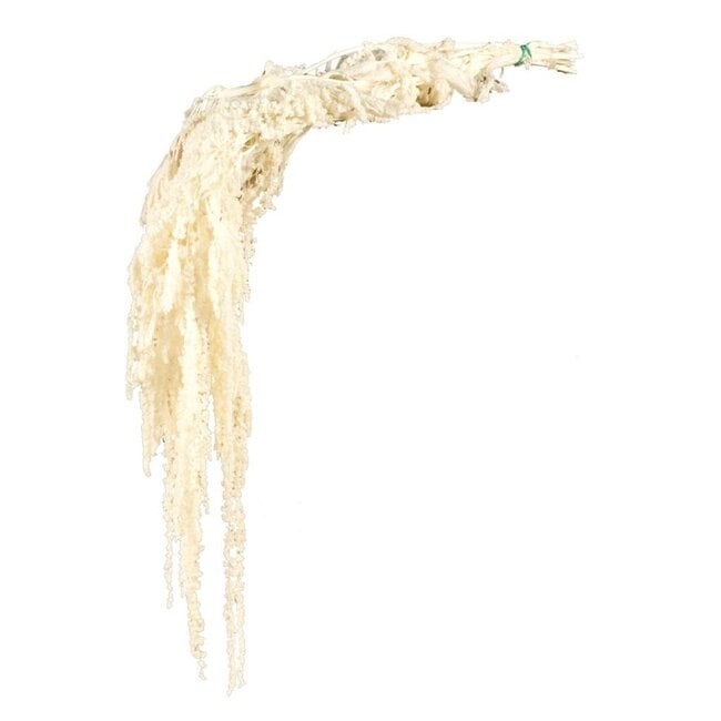 Wit Gebleekte Amaranthus Caudatus - Hangamaranth | Gepreserveerde bloemen | Lengte ± 65 centimeter | Gewicht ± 180 gram