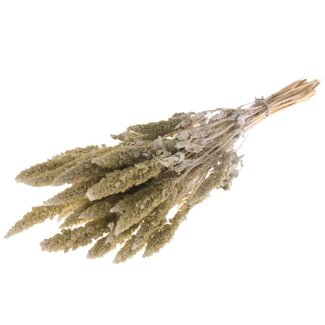 Dutch Dried Weiße Amaranthus Cruentus Trockenblumen | Länge ± 60 Zentimeter | Gewicht ± 125 Gramm