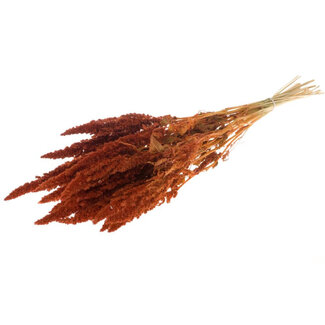 Dutch Dried Oranje Amaranthus Cruentus droogbloemen | Lengte ± 60 centimeter | Gewicht ± 125 gram
