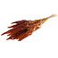 Orange Amaranthus Cruentus dried flowers | Length ± 60 centimetres | Weight ± 125 grams